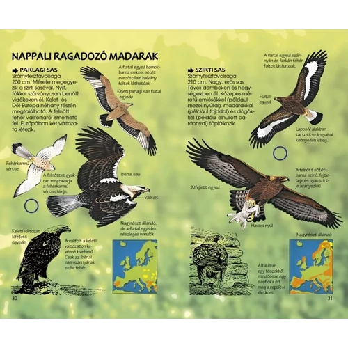 Ragadozó madarak - Természetbarátok zsebkönyve - madarak