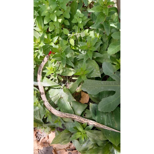 Mechanikailag animált fa kígyó